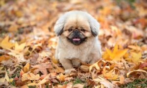 韓ドラで女性向けの泣ける作品はどれが人気ですか？