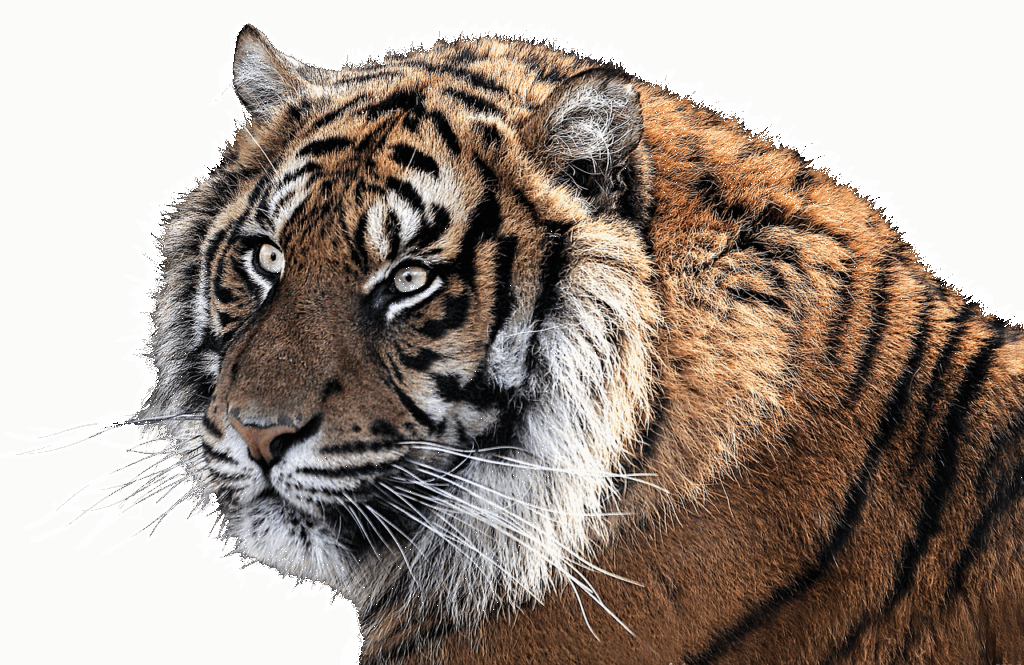 韓ドラの作品数を他のジャンルと比較するとどれくらい違うの？