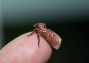 韓ドラを楽しむ一人暮らしの夜更かしにおすすめの作品は？