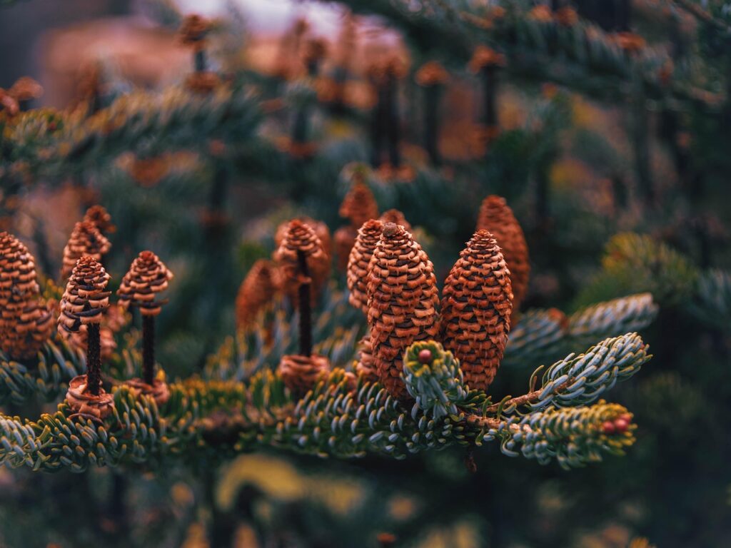 韓ドラの口コミを参考にした無料体験のおすすめは？