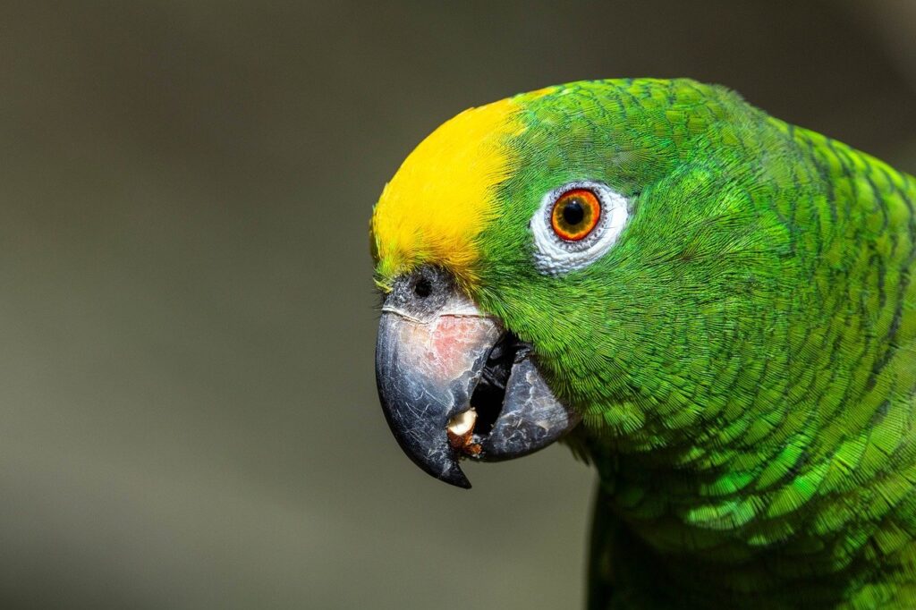 韓ドラのAmazonプライムで楽しめる作品数はどれくらい？