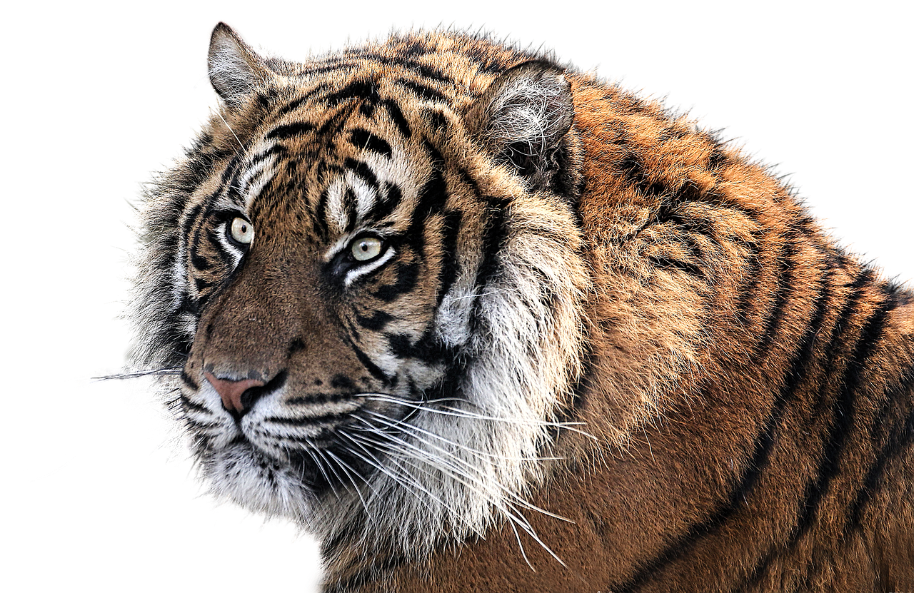 韓ドラを楽しむためのサブスクで字幕付きのおすすめサービスは？