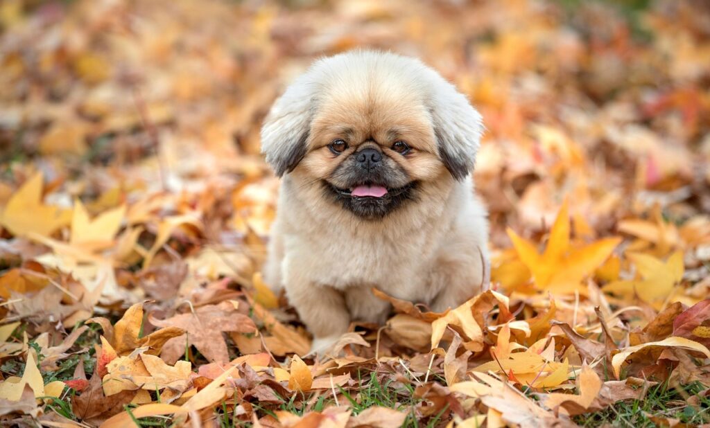 韓ドラを楽しむためのサブスクの無料期間はどれくらい？