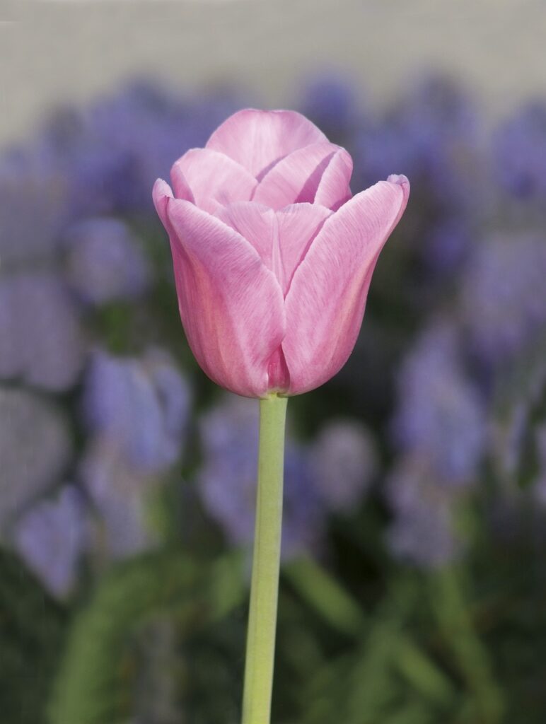 韓ドラを一人で泣ける夜に楽しむためのおすすめ作品は？