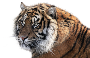 韓ドラを観るときにプレッシャーがない理由は？