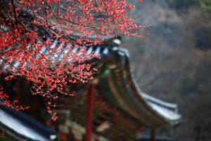 韓国ドラマの自動再生をオフにする設定方法は？